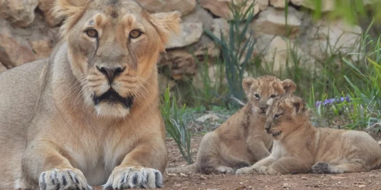 El zoológico de Jerusalén acoge la segunda camada de leones asiáticos