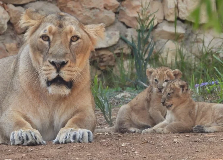 El zoológico de Jerusalén acoge la segunda camada de leones asiáticos