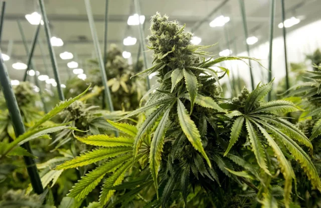 El sector del cannabis medicinal en Israel se debilita rápidamente