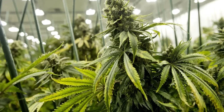 El sector del cannabis medicinal en Israel se debilita rápidamente