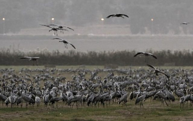 Gripe aviar en Israel: Segundo brote detectado en cuestión de días