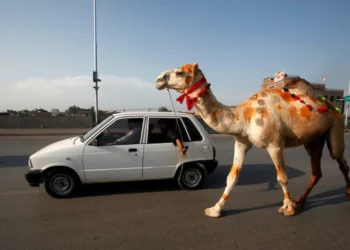 Dos israelíes evacuan a un camello herido en el maletero de su auto