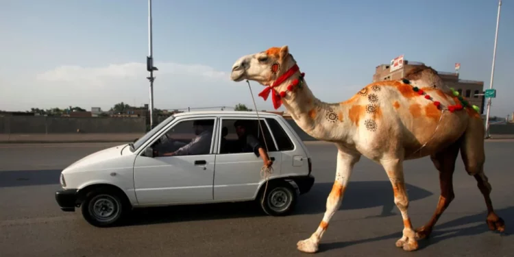 Dos israelíes evacuan a un camello herido en el maletero de su auto