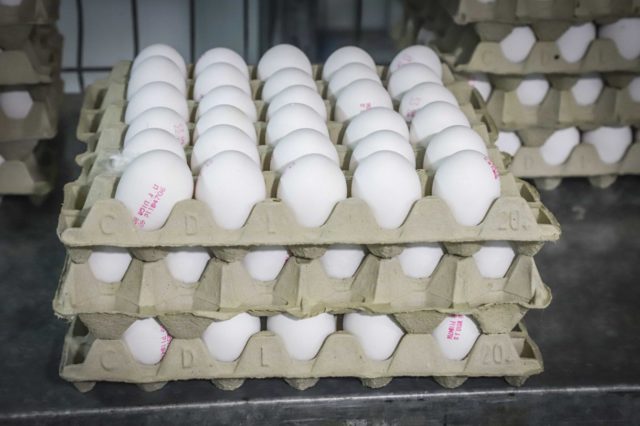 Científicos israelíes programan gallinas para que pongan huevos que sólo lleven pollos hembra