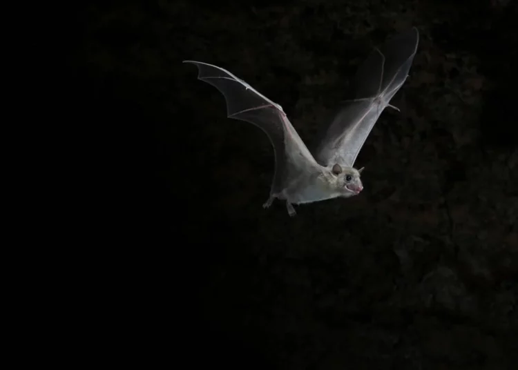 Dron desarrollado en Israel busca salvar a los murciélagos de las turbinas eólicas 