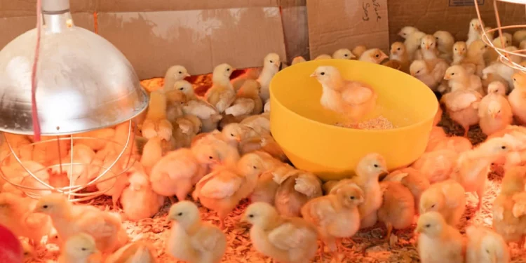Tecnología israeli altera genéticamente a gallinas para solo dar huevos hembras