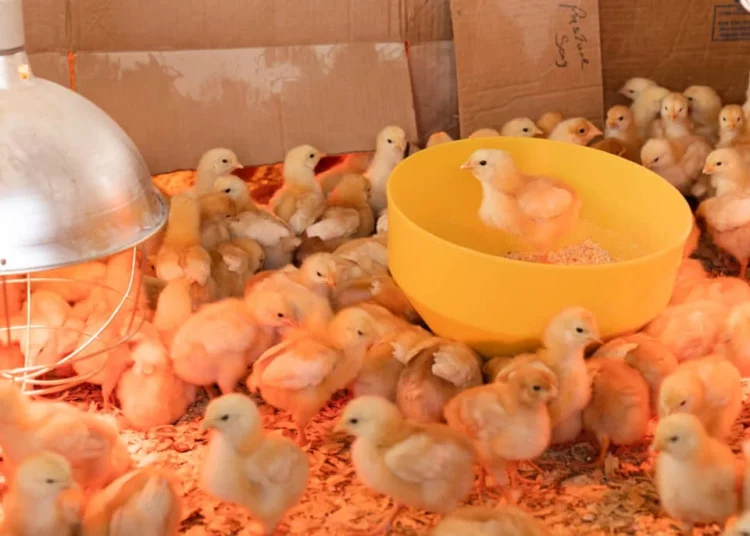 Tecnología israeli altera genéticamente a gallinas para solo dar huevos hembras