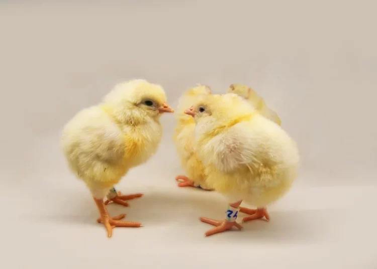 Científicos israelíes programan gallinas para que pongan huevos que sólo lleven pollos hembra