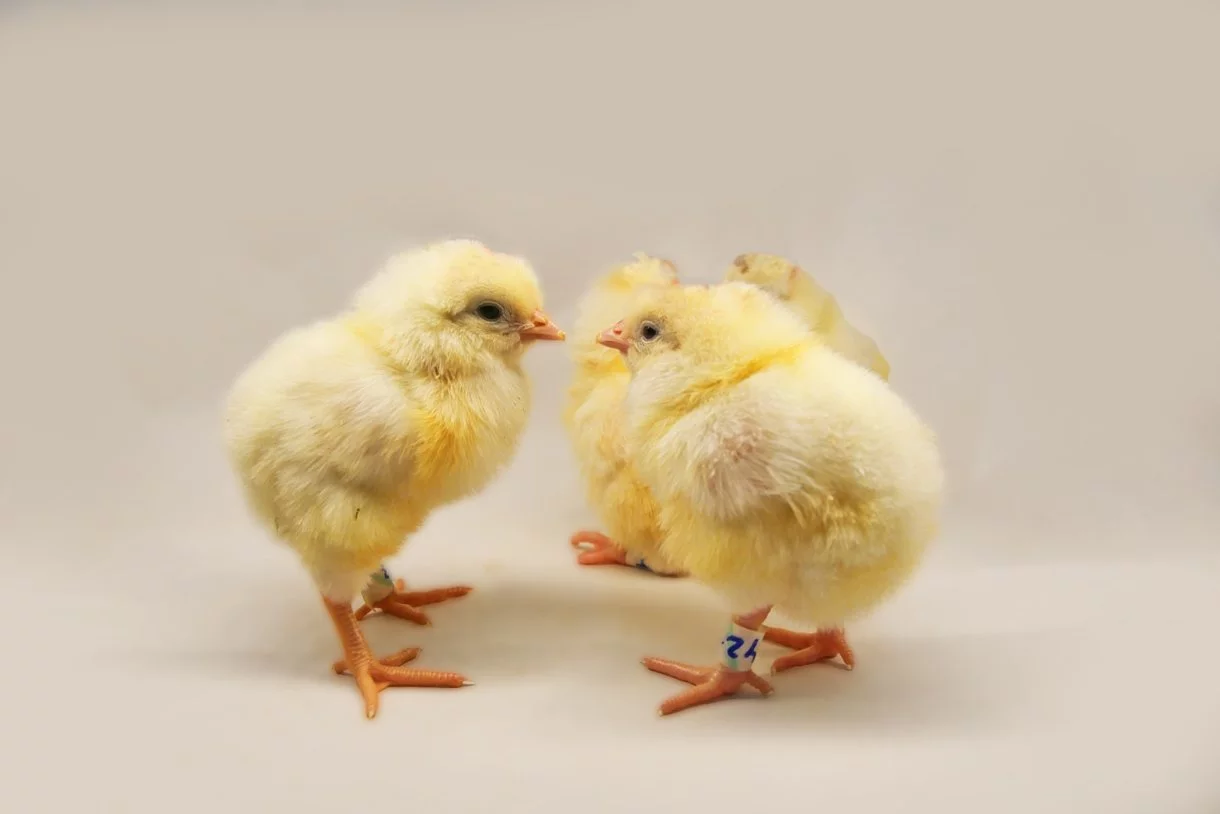 Científicos israelíes programan gallinas para que pongan huevos que sólo  lleven pollos hembra