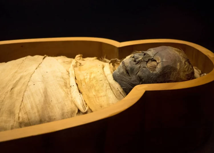 142 perros y cachorros fueron hallados enterrados junto a un antiguo niño egipcio