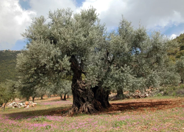 Los 10 árboles más sorprendentes de Israel