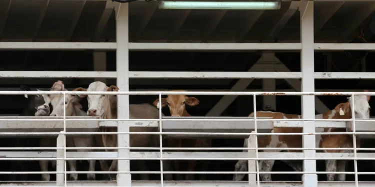 Israel registra un récord de importación de ganado para sacrificio en 2022