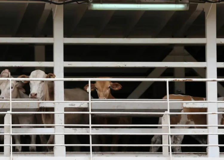 Israel registra un récord de importación de ganado para sacrificio en 2022
