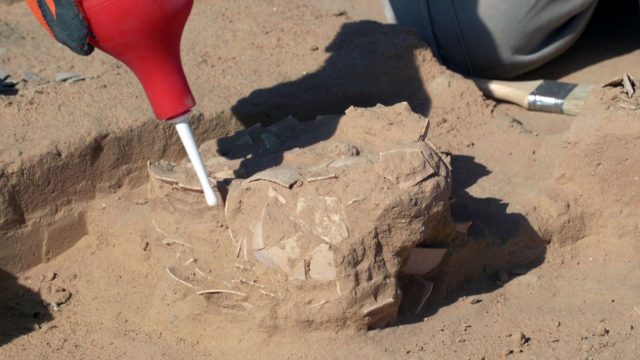 Hallan ocho huevos de avestruz de más de 4.000 años de antigüedad en Israel