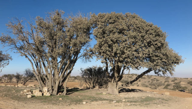 Los 10 árboles más sorprendentes de Israel