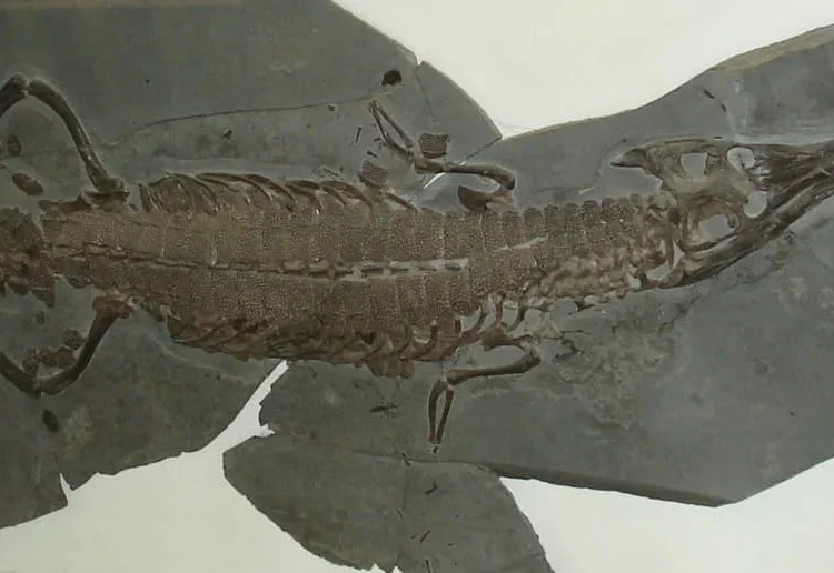 Hallazgo de antiguos “cocodrilos marinos” puede cerrar una brecha en el registro fósil