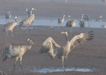 Las grullas del valle del Hula, en Israel, se preparan para desplazarse a sus hábitats de invernada