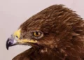 Veterinarios israelíes salvan la vida de una águila gravemente herida