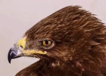 Veterinarios israelíes salvan la vida de una águila gravemente herida