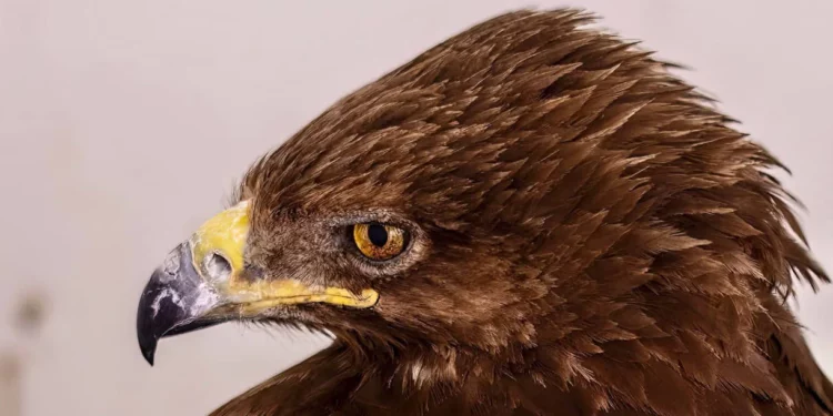 Veterinarios israelíes salvan la vida de una águila gravemente herida