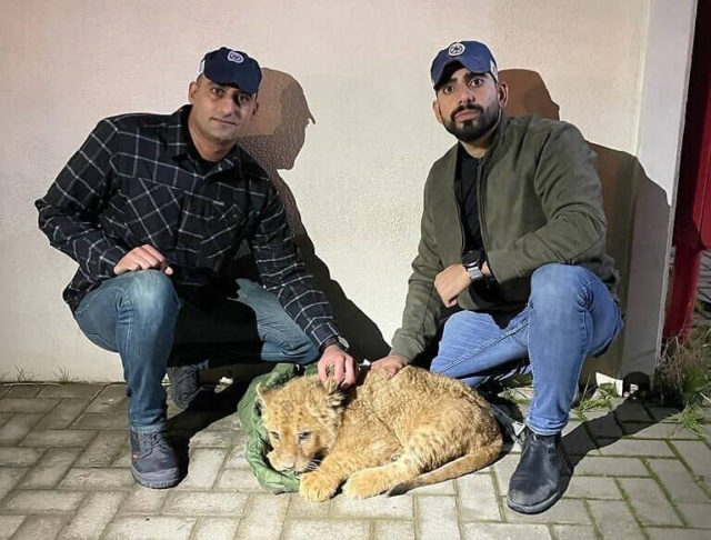 Policía israelí recata a un cachorro de león utilizado para videos de Tik Tok