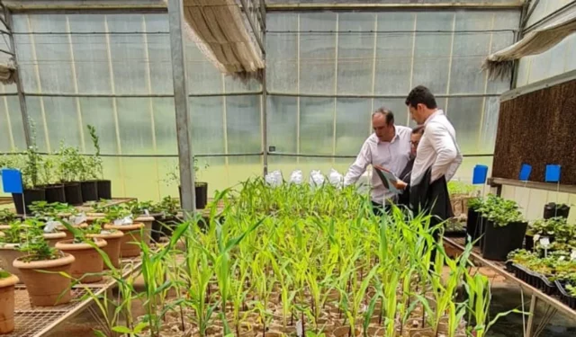 Empresa israelí propone una alternativa natural a los fertilizantes tóxicos para los cultivos