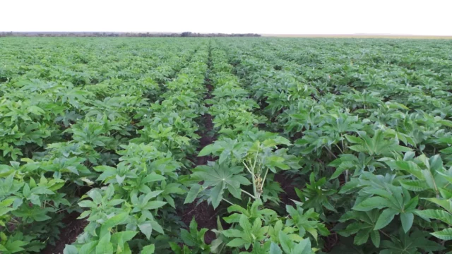 La empresa israelí Casterra proporcionará biocombustible a África
