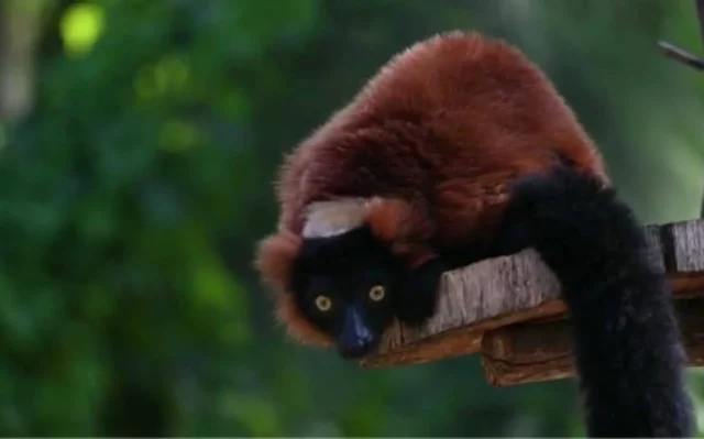 Hallan un raro lémur tras una breve fuga del Safari de Ramat Gan