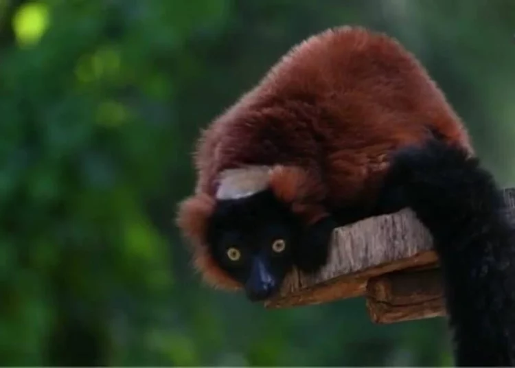 Hallan un raro lémur tras una breve fuga del Safari de Ramat Gan