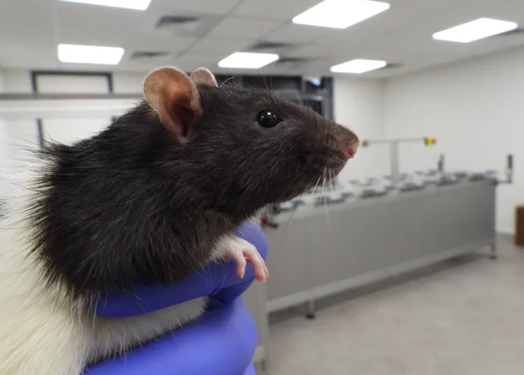 Laboratorio enseña a las ratas a detectar el cáncer de pulmón con un 93% de precisión olfateando orina