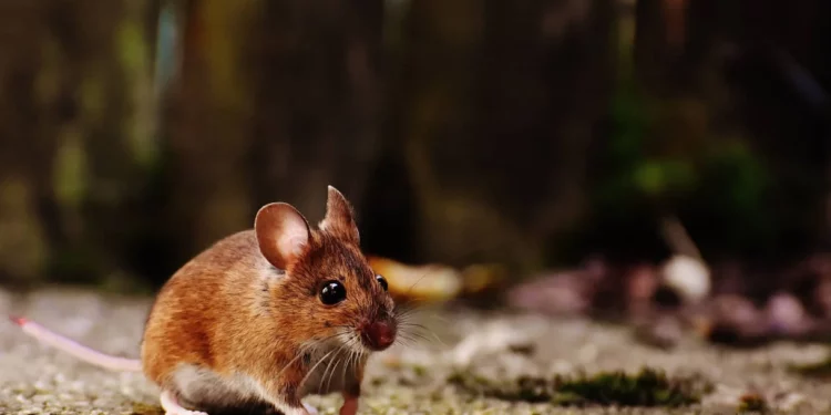 Científicos de la TAU logran reducir las metástasis cerebrales en ratones