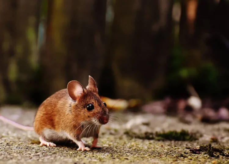 Científicos de la TAU logran reducir las metástasis cerebrales en ratones