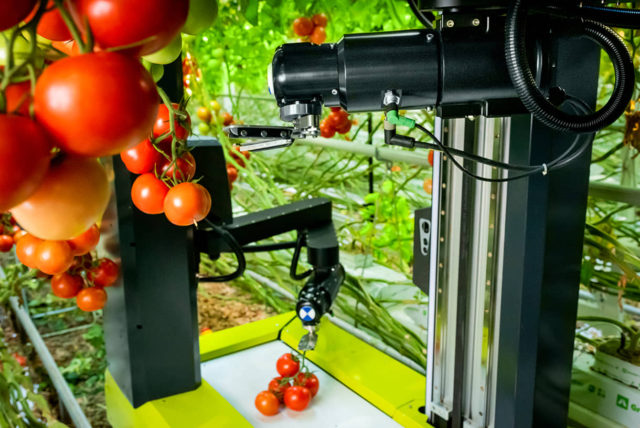 Empresa israelí desarrolla robot con IA para recoger tomates autónomamente