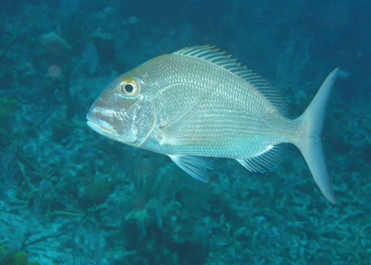 Estudio israelí podría aumentar la población de peces y combatir el hambre en el mundo