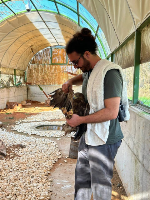 Veterinarios israelíes salvan la vida de una águila gravemente herida