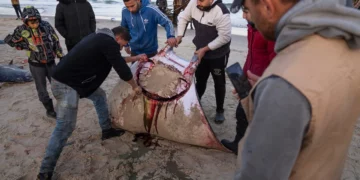 Pescadores de Gaza celebran la captura de decenas de mantarrayas en peligro de extinción