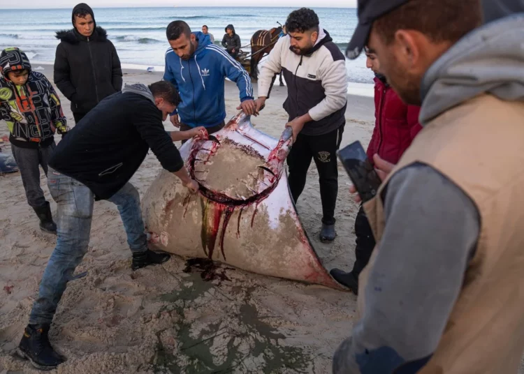 Pescadores de Gaza celebran la captura de decenas de mantarrayas en peligro de extinción