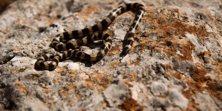 colmillos de serpiente de coral oriental