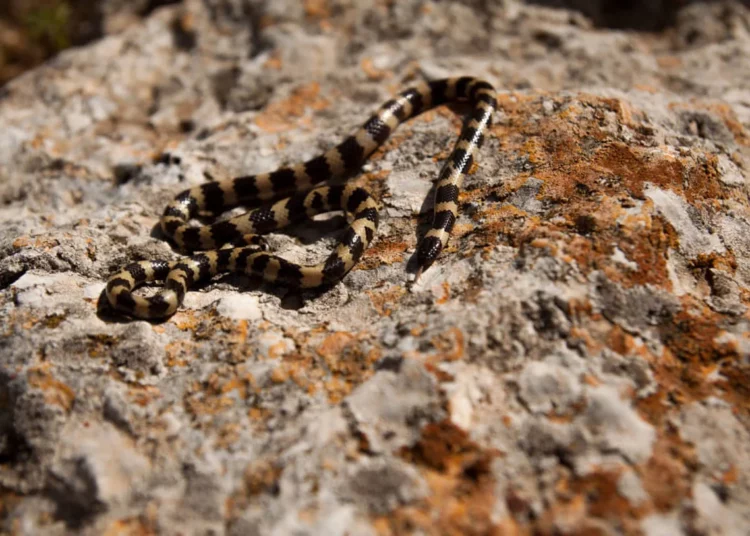 Científicos israelíes descubren una nueva familia de serpientes de hace 50 millones de años