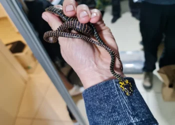 La policía israelí incauta animales exóticos y peligrosos en una redada en el mercado negro