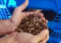 Empresa israelí desarrolla biocombustible innovador hecho de larvas de gusanos para aviones y barcos