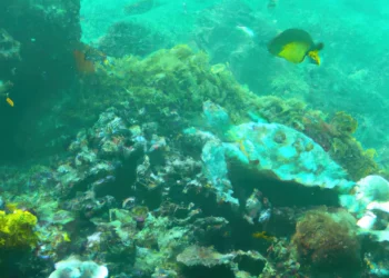 Israel y el latido del océano: Un llamado a proteger la vida marina