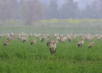 Miles de aves migratorias afectadas por mal tiempo en Israel