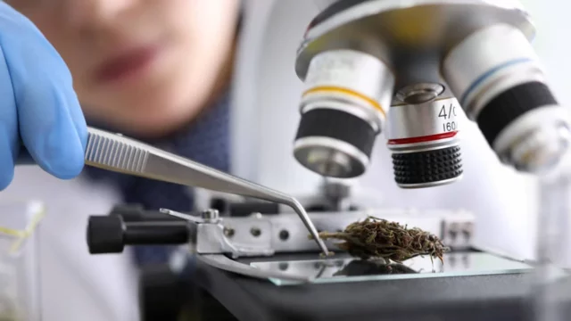 Los estudiantes israelíes de medicina necesitan educación sobre el cannabis