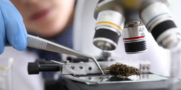 Los estudiantes israelíes de medicina necesitan educación sobre el cannabis