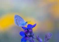 Mariposa azul: el nuevo ícono alado de Israel