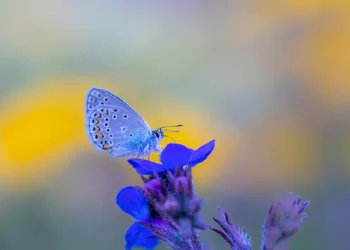Mariposa azul: el nuevo ícono alado de Israel