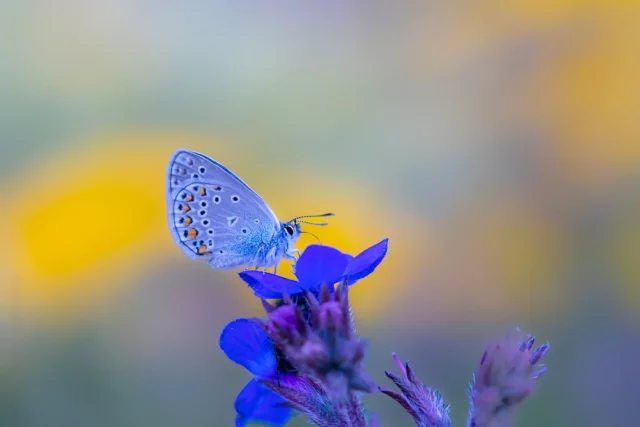 Mariposa azul: el nuevo ícono alado de Israel