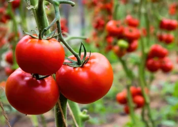 Tomates resistentes a la sequía desarrollados en Israel
