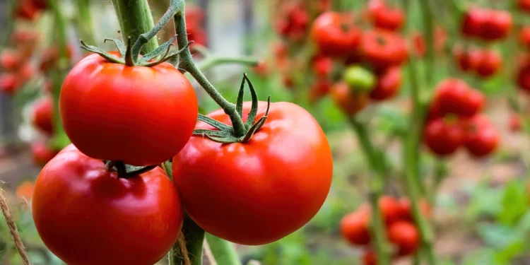 Tomates resistentes a la sequía desarrollados en Israel